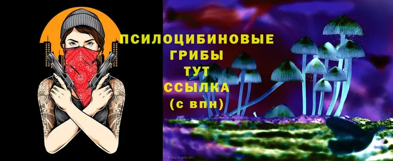 Галлюциногенные грибы Cubensis Гатчина