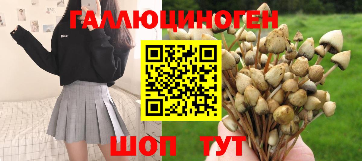 Гатчина  Галлюциногенные грибы Psilocybine cubensis  Вход с VPN 